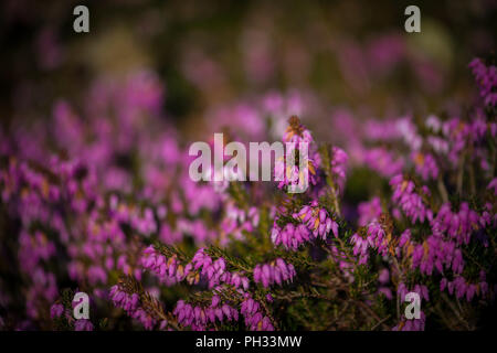 Erica carnea RB Cooke Foto Stock