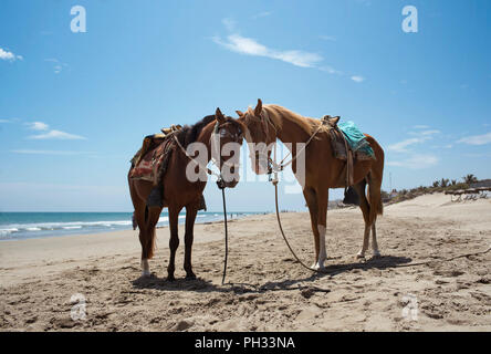 Due cavalli in appoggio sulla spiaggia di Vichayito. Equitazione i turisti è popolare lungo le spiagge di Mancora di Organos, nel nord del Perù. Agosto 2018 Foto Stock