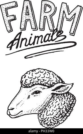 Animale della fattoria. Testa di un agnello domestico o pecore. Un logo o un simbolo per cartello. Icona per il menu. incisi disegnati a mano nel vecchio sketch in stile vintage. Illustrazione Vettoriale