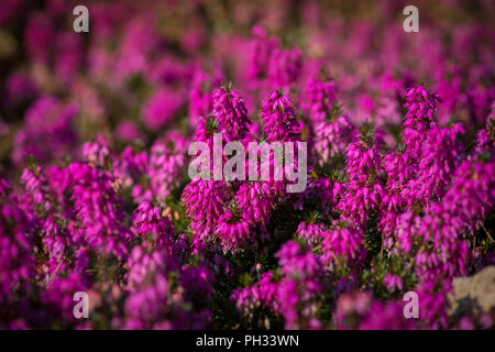 Eric acarnea Rosalia Foto Stock