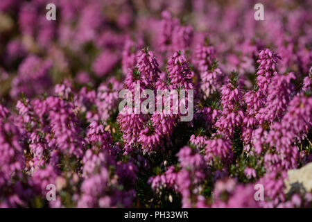 Eric acarnea Rosalia Foto Stock