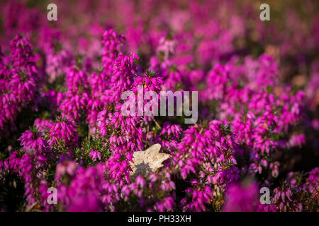 Eric acarnea Rosalia Foto Stock