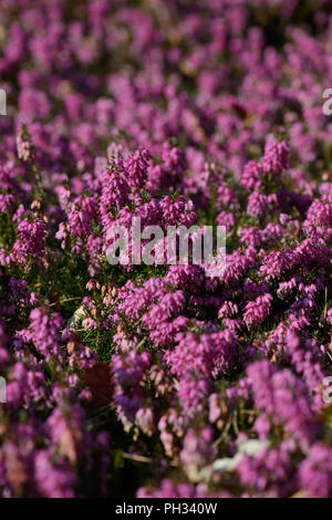 Eric acarnea Rosalia Foto Stock