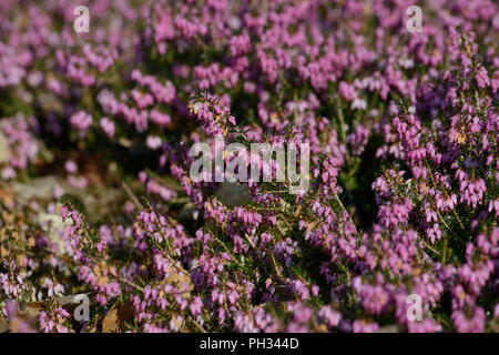 Erica carnea Walter Reisert Foto Stock