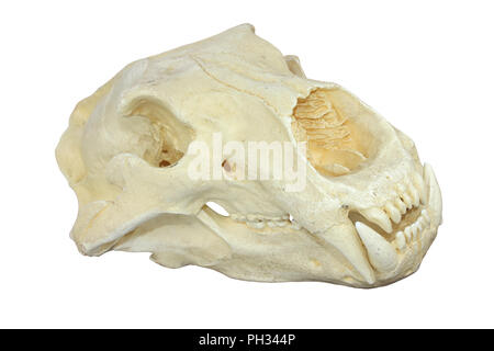 Orso polare cranio Foto Stock