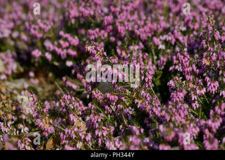 Erica carnea Walter Reisert Foto Stock