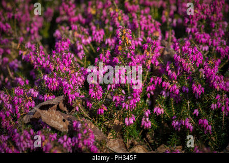Erica carnea Walter Reisert Foto Stock