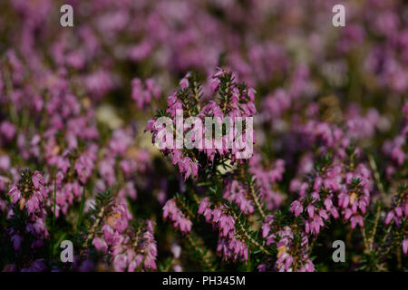 Erica carnea Walter Reisert Foto Stock