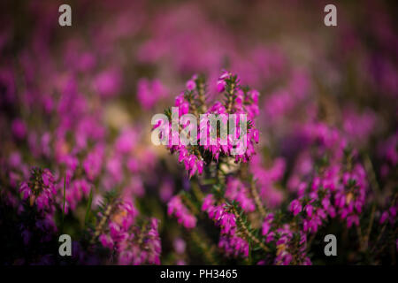 Erica carnea Walter Reisert Foto Stock