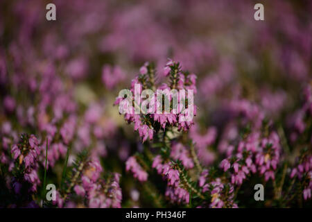 Erica carnea Walter Reisert Foto Stock