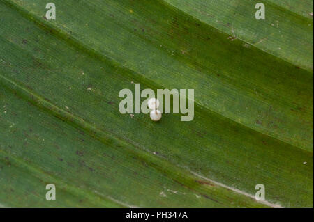 Owl Butfterfly uova su foglie di palma Foto Stock