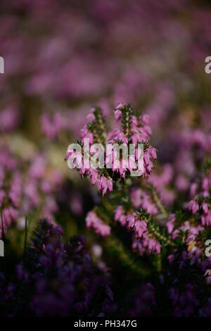Erica carnea Walter Reisert Foto Stock