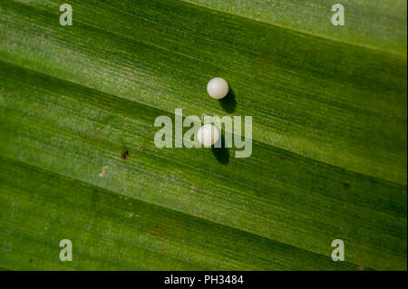 Owl Butfterfly uova su foglie di palma Foto Stock