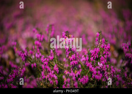 Erica carnea Walter Reisert Foto Stock