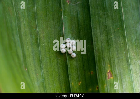 Owl Butfterfly uova su foglie di palma Foto Stock