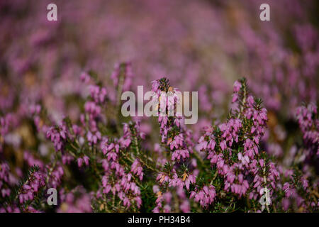 Erica carnea Walter Reisert Foto Stock