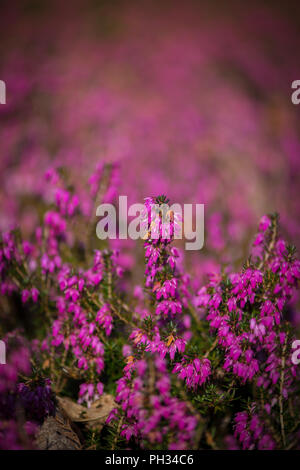 Erica carnea Walter Reisert Foto Stock