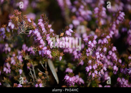 Erica darlyensis Maria Elena Foto Stock