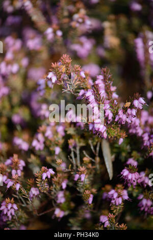 Erica darlyensis Maria Elena Foto Stock