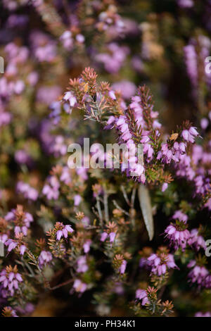 Erica darlyensis Maria Elena Foto Stock