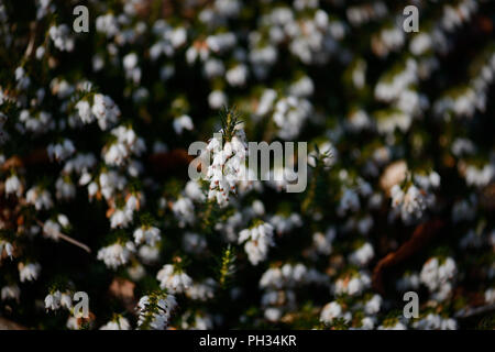 Erica darlyensis sorpresa di neve Foto Stock