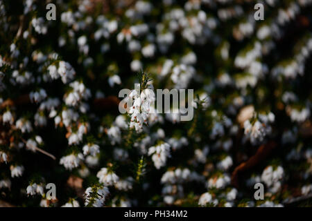 Erica darlyensis sorpresa di neve Foto Stock