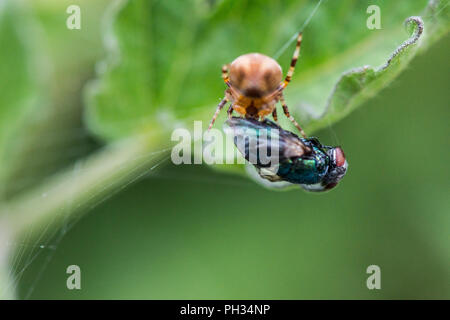 Un giardino spider (Araneus diadematus) alimentazione su un fly catturati nel suo web Foto Stock