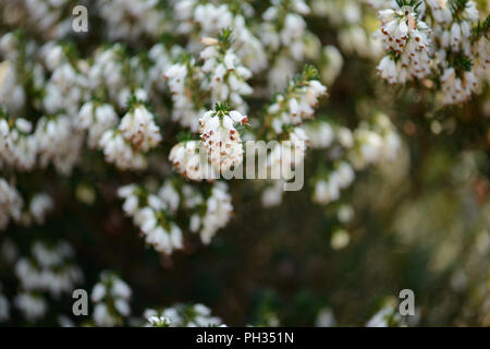 Erica eriugena WT Rackliff Foto Stock