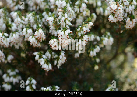Erica eriugena WT Rackliff Foto Stock