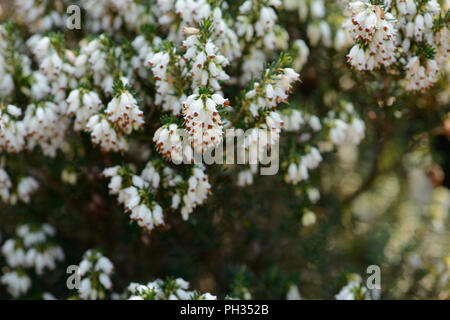 Erica eriugena WT Rackliff Foto Stock