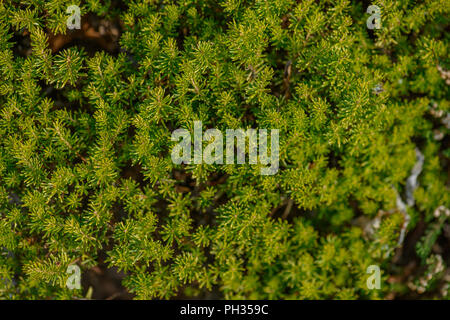Erica vagans Valerie Proudley Foto Stock
