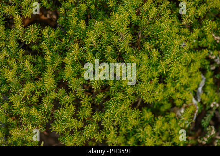Erica vagans Valerie Proudley Foto Stock