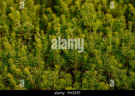 Erica vagans Valerie Proudley Foto Stock