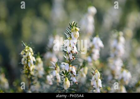 Erica eriugena WT Rackliff Foto Stock