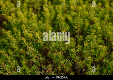 Erica vagans Valerie Proudley Foto Stock