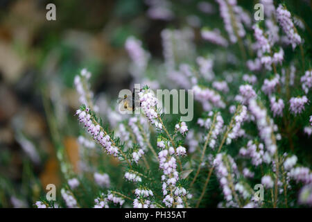 Erica x darleyenis Darley Dale con un'ape Foto Stock