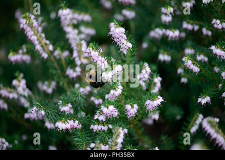 Erica x darleyenis Darley Dale con un'ape Foto Stock