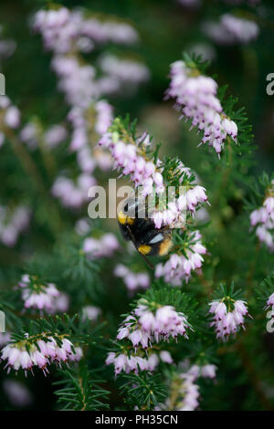 Erica x darleyenis Darley Dale con un'ape Foto Stock