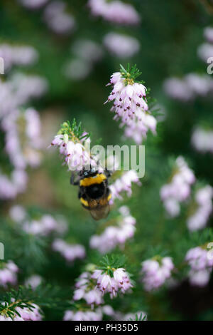 Erica x darleyenis Darley Dale con un'ape Foto Stock