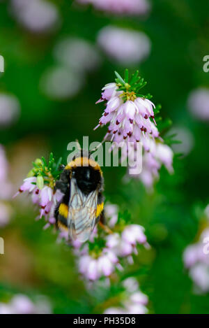 Erica x darleyenis Darley Dale con un'ape Foto Stock