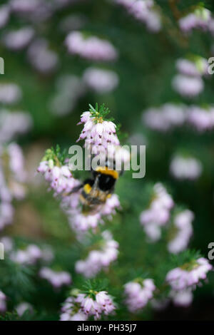 Erica x darleyenis Darley Dale con un'ape Foto Stock