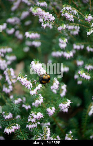 Erica x darleyenis Darley Dale con un'ape Foto Stock