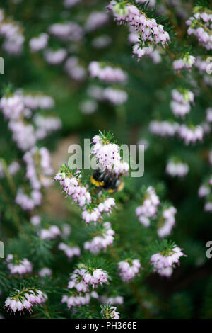 Erica x darleyenis Darley Dale con un'ape Foto Stock