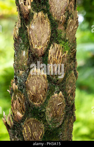 Australian tree fern (cyathea cooperi) tronco corteccia closeup - Davie, Florida, Stati Uniti d'America Foto Stock