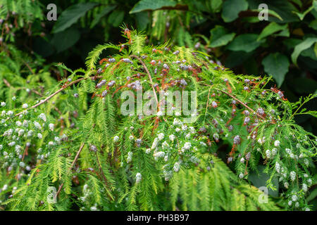 Cipresso calvo (Taxodium distichum) infestati con cipressi ramoscello gall midge (Taxodiomyia cupressiananassa) - Davie, Florida, Stati Uniti d'America Foto Stock