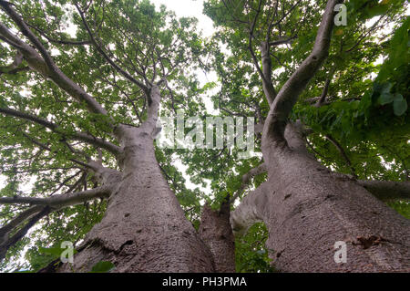 Tronco, rami superiori e il fogliame di un gigantesco albero di Boabab shot con un obiettivo grandangolare da direttamente sotto l'albero. Situato vicino a Vasai Fort, Mumbai. Foto Stock