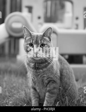 Un gatto grande nel cortile in B&W Foto Stock