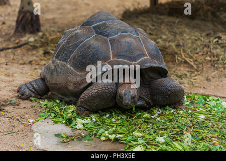 Una tartaruga gigante di Aldabra (Aldabrachelys gigantea) mangiando un verde lasciare Foto Stock