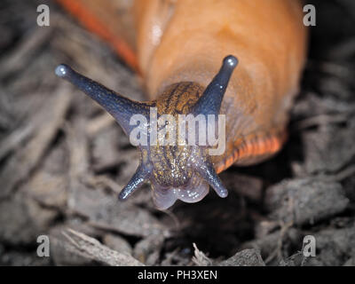 Giardino slug (Arion rufus o Arion ater) nello stato di Washington, Stati Uniti d'America - close up della testa Foto Stock