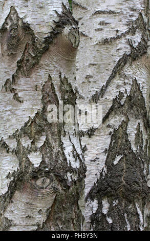 Primo piano immagine della corteccia di betulla dell'Etna (Betula pendula) alberi Foto Stock